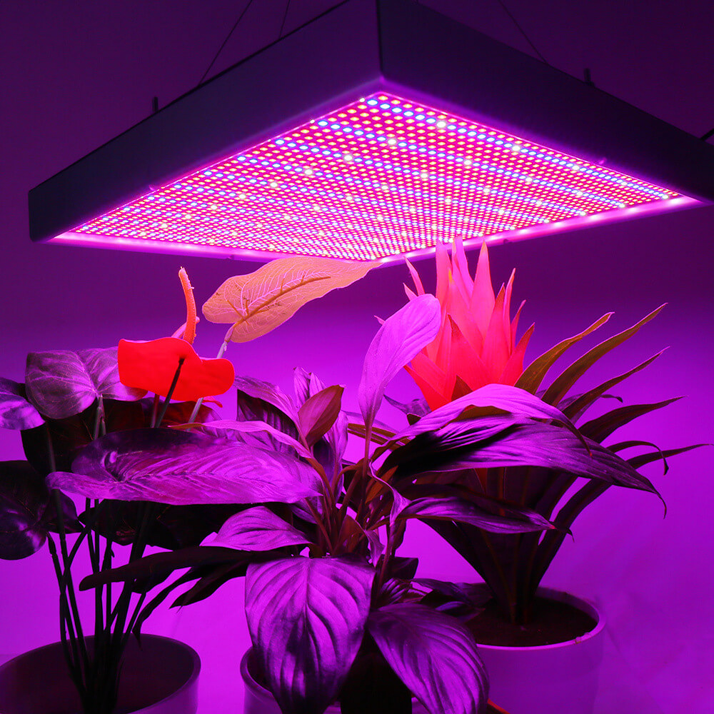 What are Grow Lights and the Benefits for Plants?