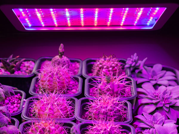 Grow Light Options for Indoor Plants and Indoor Gardening