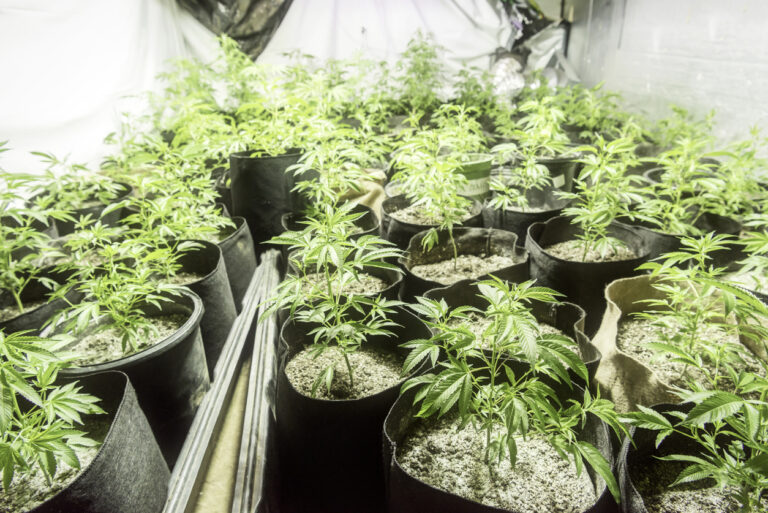 growing organic marijuana plants inside a garage