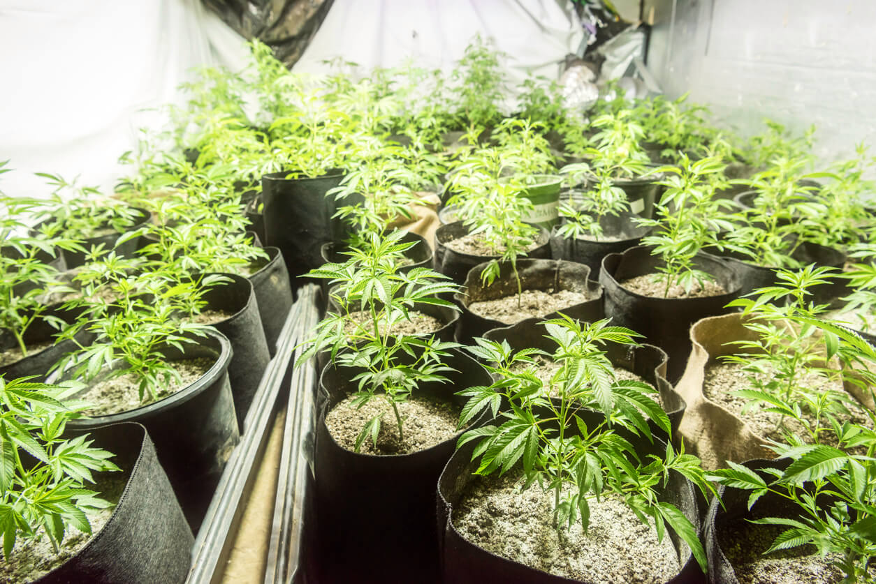 ​7 Tips for using Horticulture Products to grow Marijuana Indoor