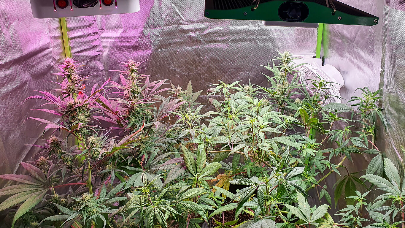Indoor Marijuana Growing 101 – Grow Tents